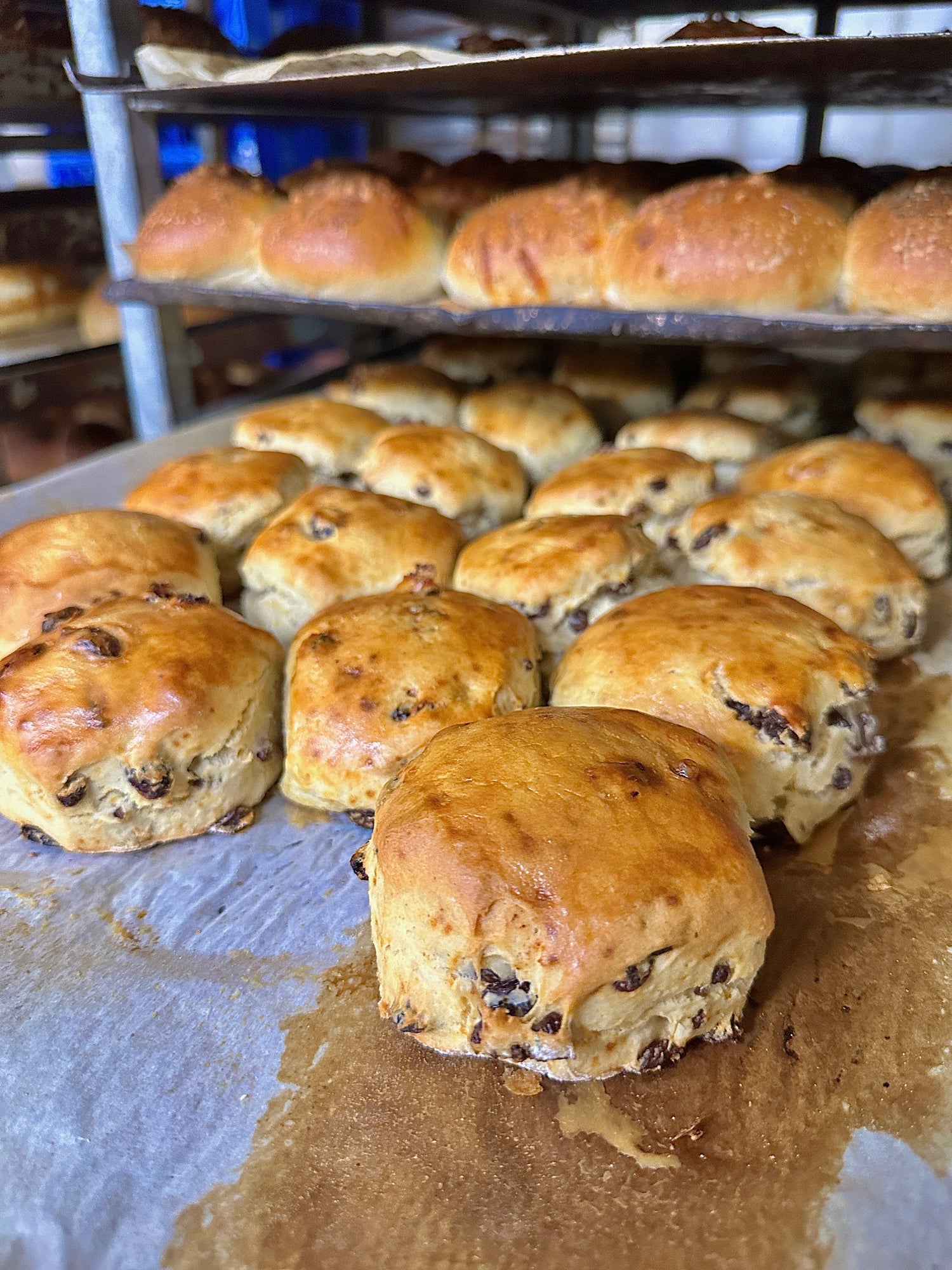 Freshly baked English fruit scones with golden crust from artisan bakery